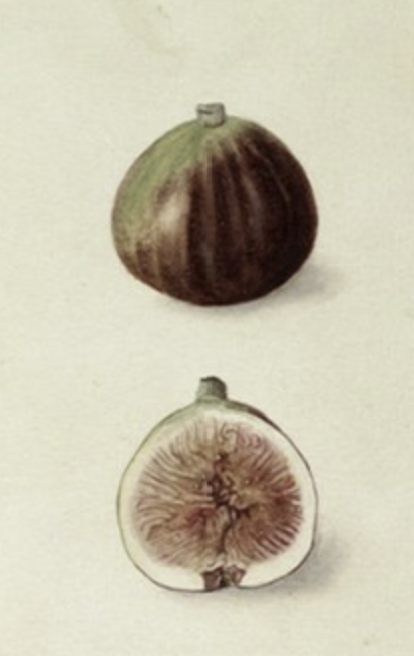 Botanical illustration of a fig fruit